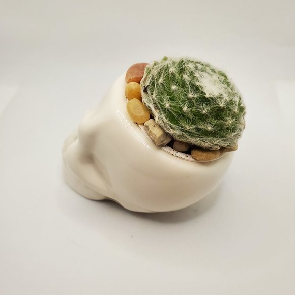 Ceramic Skull Planter Pot with Live Succulent - Picture 6 of 7